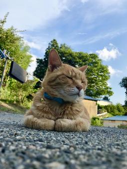 夕涼み猫 夕涼み猫の写真