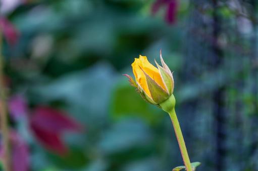 咲き始めの黄色い薔薇のつぼみ 咲き始めの黄色い薔薇のつぼみ 薔薇,花,花びらの写真素材