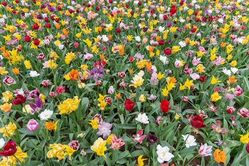 色とりどりの花 色とりどりの花 花,植物,春の写真素材