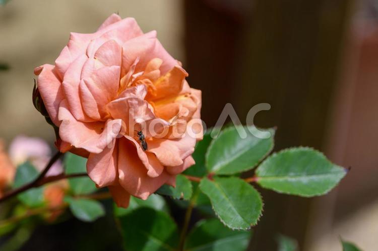 薔薇の花びらに舞い降りた小さな蜂 薔薇,花,花びらの写真素材