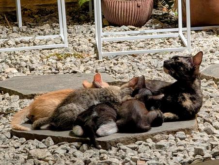 猫さん親子 猫,子猫,母猫の写真素材