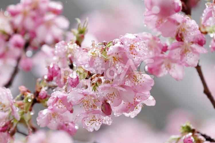 雨に濡れた河津桜 桜,花,春の写真素材