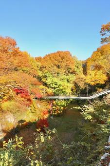 紅葉　長野県　懐古園 紅葉,長野県,懐古園の写真素材