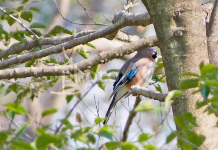 森の中のカケス 鳥,カケス,野鳥の写真素材