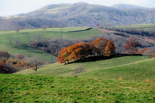 大地が織りなす秋の穏やかな色彩の移ろい 紅葉,黄葉,樹木の写真素材