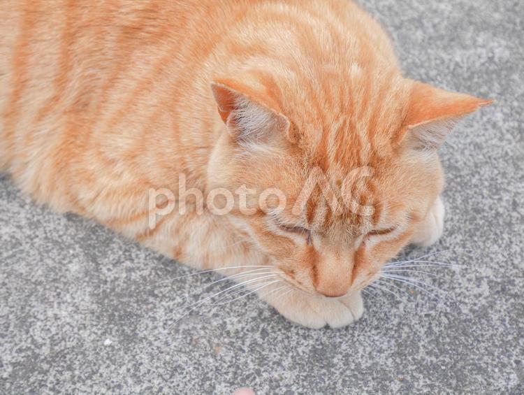 昼寝から目が覚めた猫 茶トラ,野良猫,ねこの写真素材
