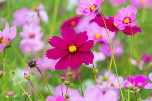 色とりどりのコスモス畑の写真