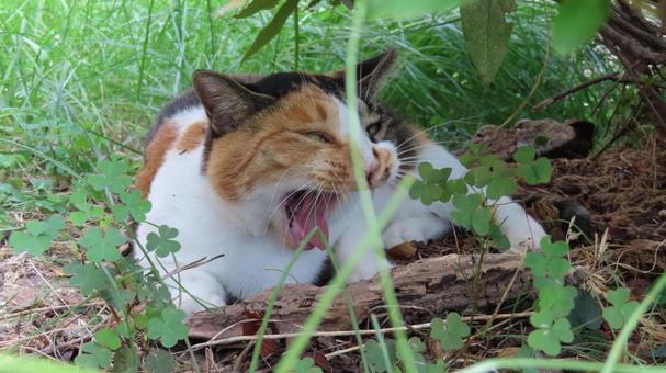 お昼寝から目覚めて大欠伸する三毛猫 お昼寝から目覚めて大欠伸する三毛猫 三毛猫,猫,目覚めるの写真素材