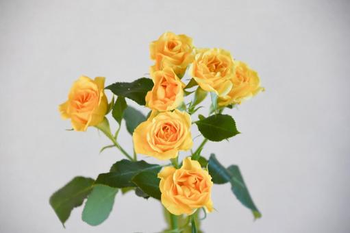 黄色いばらの写真