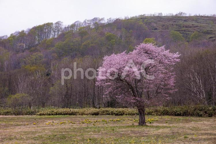 サクラの樹 春,北海道,美しいの写真素材