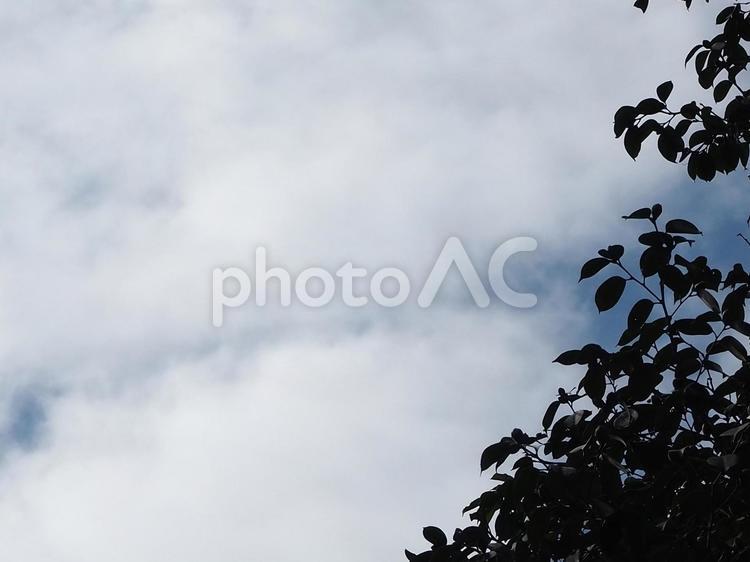 木と空 自然,屋外で,天気の写真素材