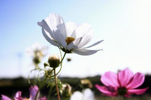 風に揺れるコスモスの花 コスモス,秋桜,秋の写真素材