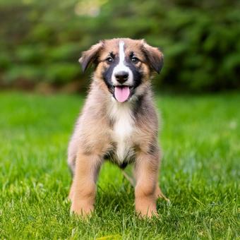 笑っている子犬 笑っている子犬の写真