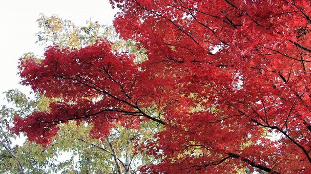 11月の河口湖畔紅葉 紅葉,秋,もみじの写真素材