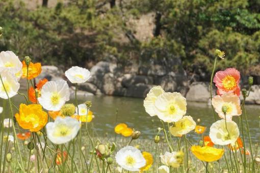 ポピーの花畑 ポピーの花畑の写真