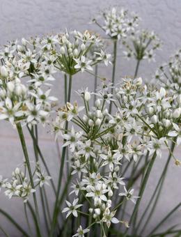 R7.09.05 ニラの花 3 R7.09.05 ニラの花 3の写真