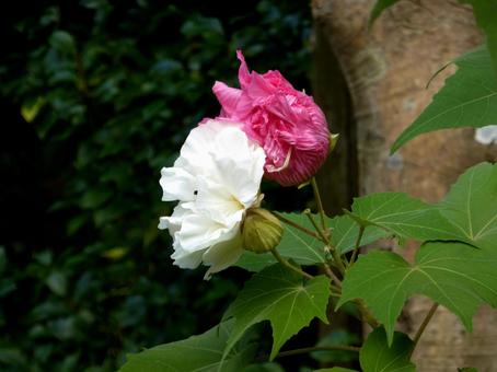 10月、林道脇に咲く２色のスイフヨウ スイフヨウ,花,植物の写真素材