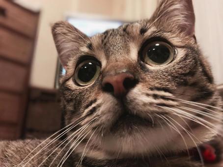 cat, JPG cat, JPG