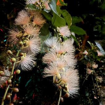 サガリバナ⑦ サガリバナ⑦ 沖縄,サガリバナ,花の写真素材