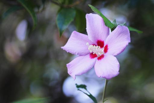 美しいムクゲの花 美しいムクゲの花の写真