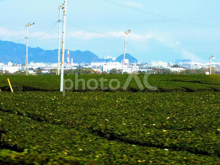 焼津のホテルが見える視界の広いお茶畑 茶畑,グリーン,広いの写真素材