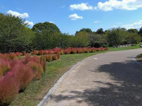 秋の馬見丘陵公園 馬見丘陵公園,公園,コキアの写真素材
