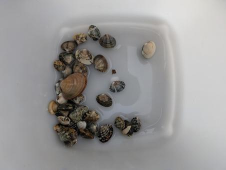 浅利 浅利 潮干狩り,アサリ,浅利の写真素材
