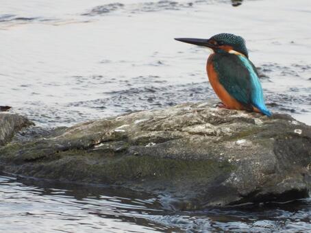 A kingfisher photographed at a nearby stream, JPG A kingfisher photographed at a nearby stream, JPG