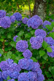 鮮やかに咲き誇る紫陽花 紫陽花,アジサイ,花の写真素材