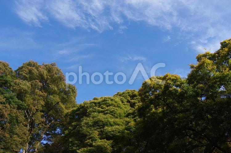 森から見上げた秋晴れの空 森,青空,空の写真素材