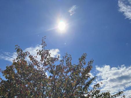 晴れ空 晴れ空の写真
