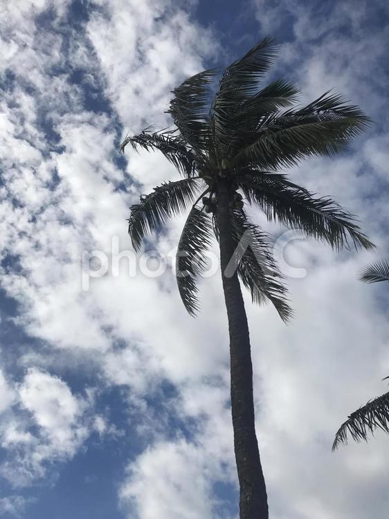 ヤシの木と空 ヤシの木,雲,熱帯の写真素材