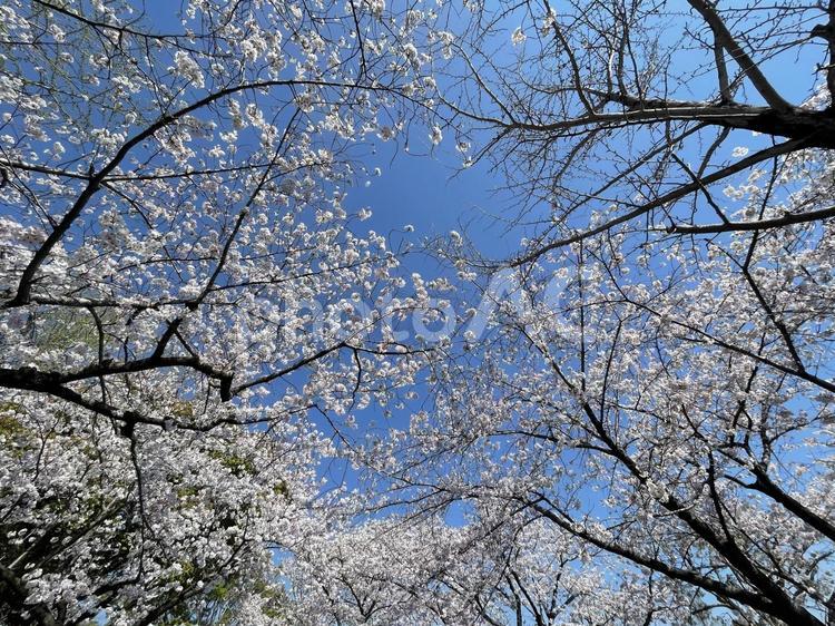 駿府城公園の桜 サクラ,桜,sakuraの写真素材