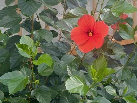 ハイビスカス 赤 花 ハイビスカス 赤 花の写真