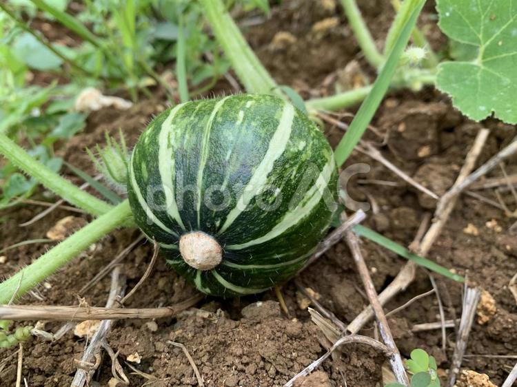 小さいかぼちゃ カボチャ,かぼちゃ,野菜の写真素材