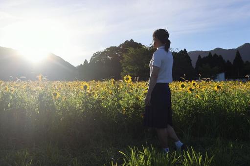 朝日とヒマワリ ひまわり,夏,風景の写真素材