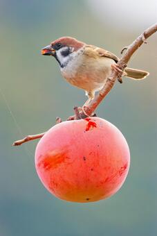 柿をついばむスズメ すずめ,スズメ,雀の写真素材