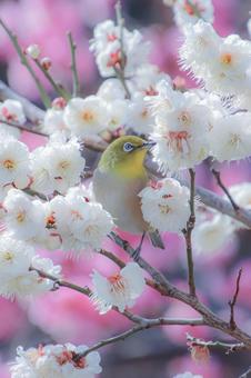 Cherry Blossom Viewing, JPG Cherry Blossom Viewing, JPG