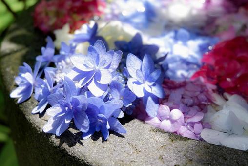 紫陽花 紫陽花の写真