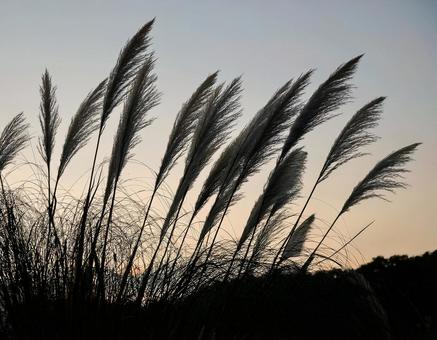 夕暮れ時のススキのシルエット1 夕暮れ時のススキのシルエット1の写真