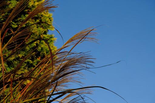 風になびくススキと秋空 ススキ,空,快晴の写真素材