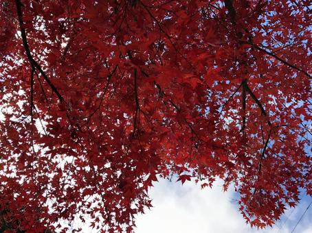 紅葉 紅葉の写真