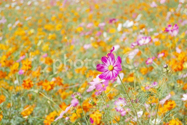 カラフルなコスモス畑 コスモス,秋桜,キバナコスモスの写真素材