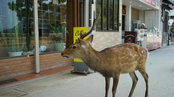 宮島の店をのぞき込む鹿 宮島の店をのぞき込む鹿 鹿,宮島,動物の写真素材