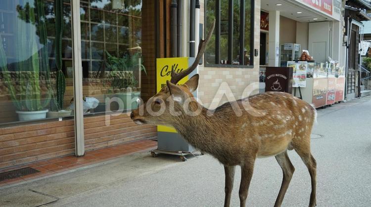 宮島の店をのぞき込む鹿 鹿,宮島,動物の写真素材