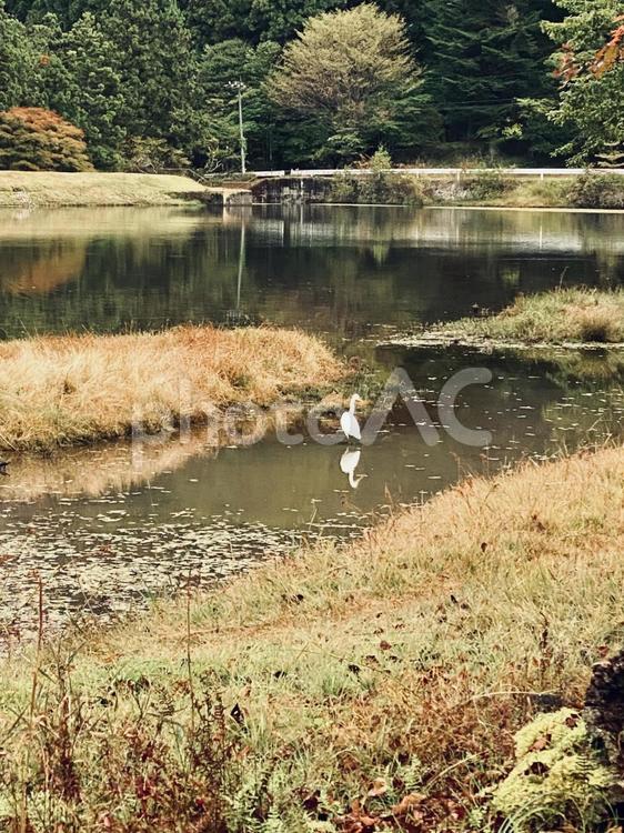 段戸裏谷原生林 段戸裏谷原生林,色,鮮やかの写真素材