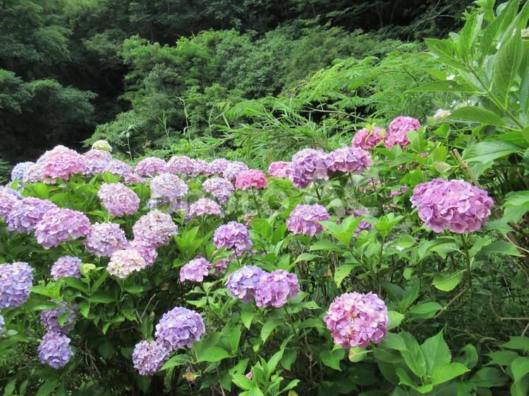 森林の中のアジサイ 紫陽花,あじさい,アジサイの写真素材
