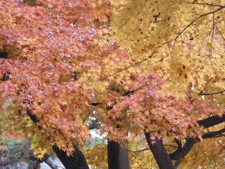 赤と黄色入り混じるモミジ モミジ,紅葉,紅葉狩りの写真素材