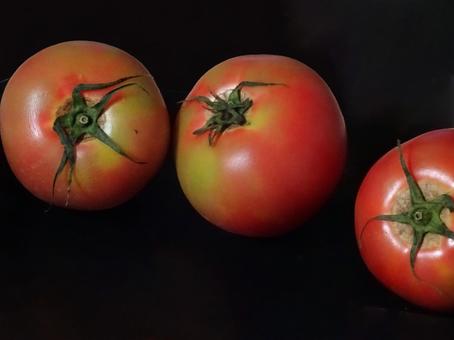 トマト トマトの写真