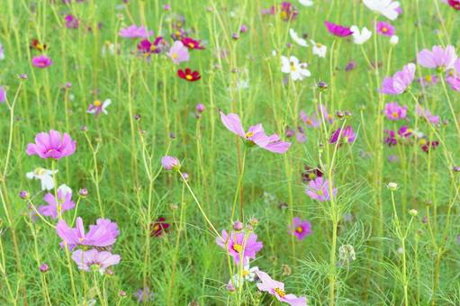 コスモスの花の写真